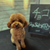 ブログ