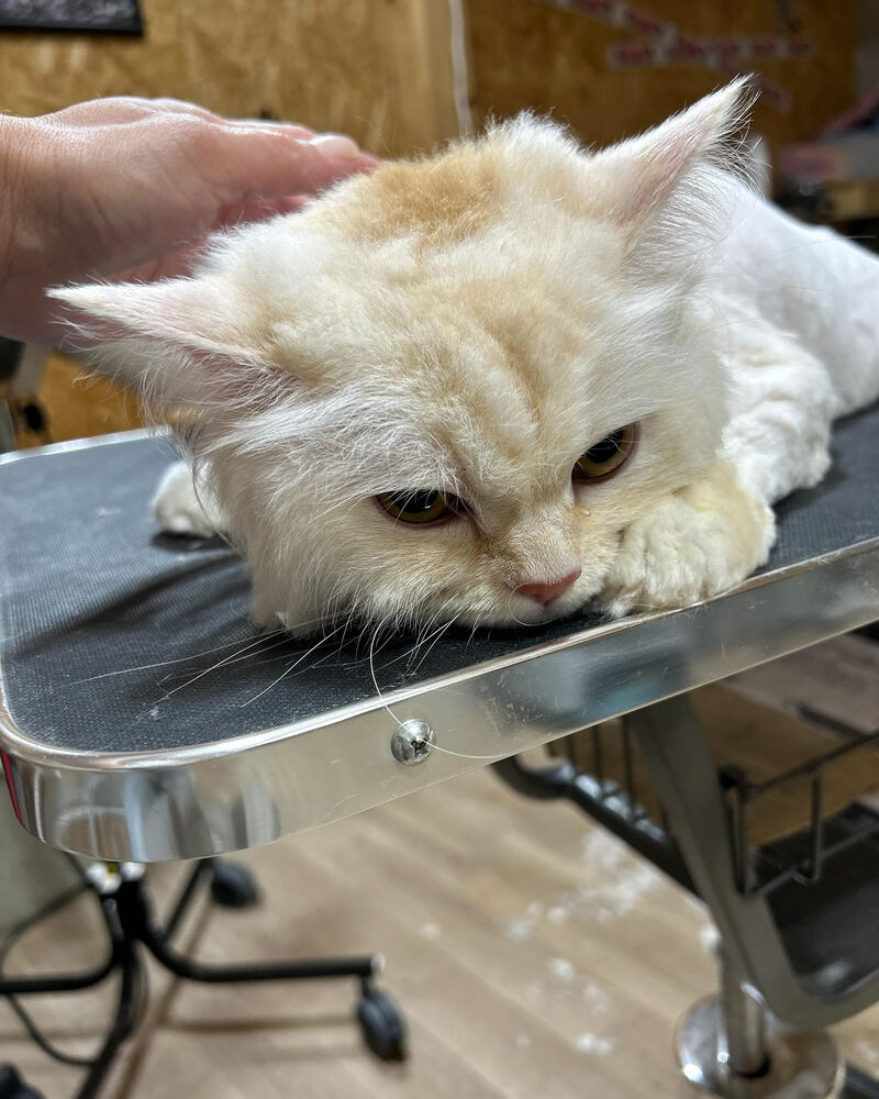 ブログ