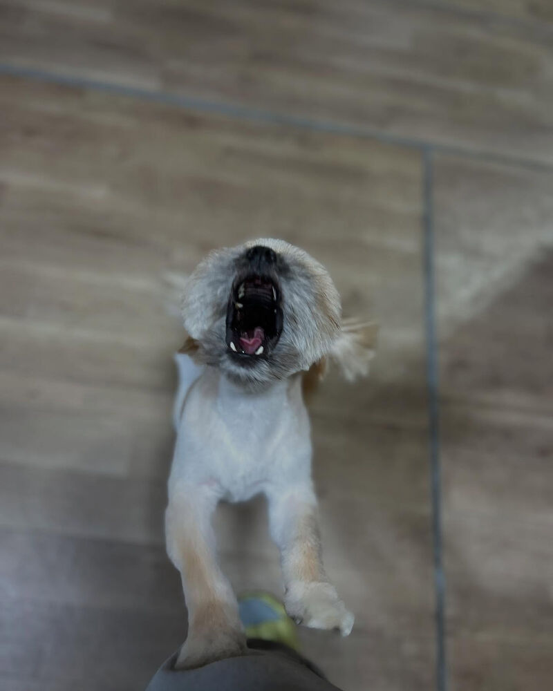 ブログ