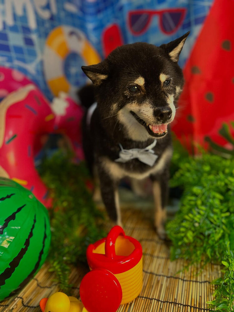 ブログ