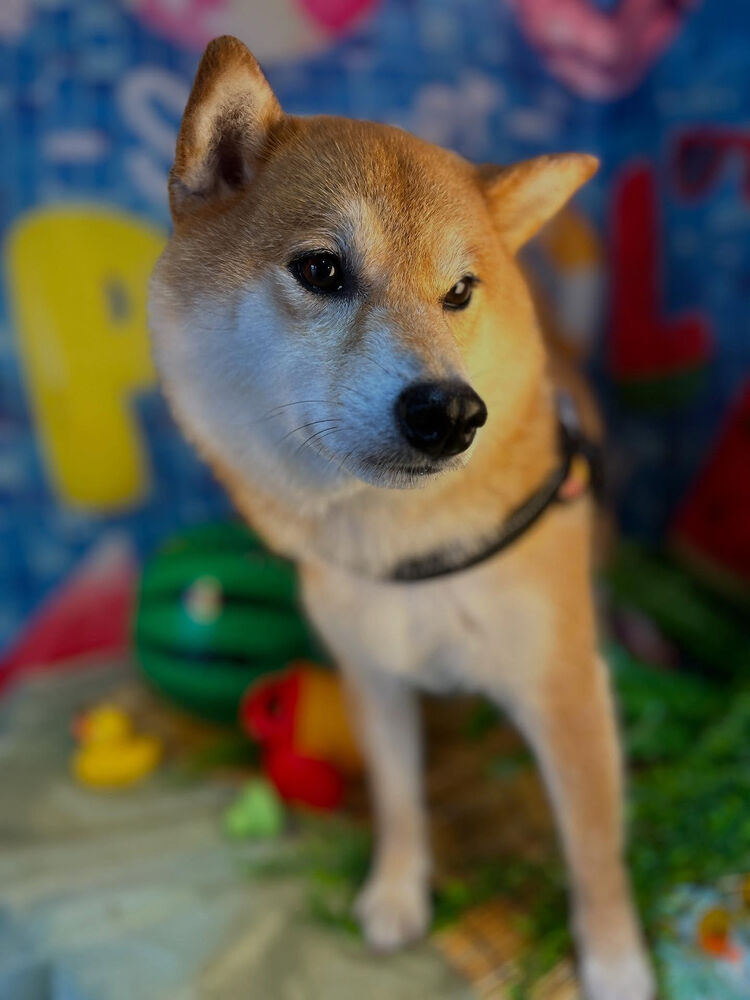 ブログ