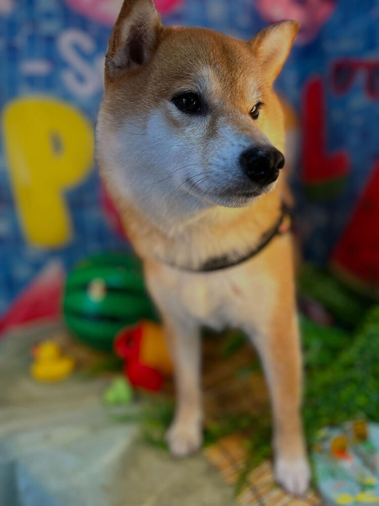 ブログ