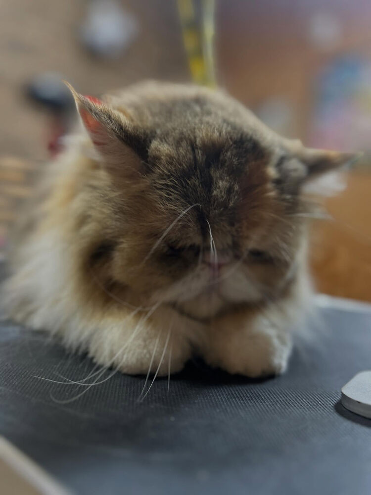 ブログ