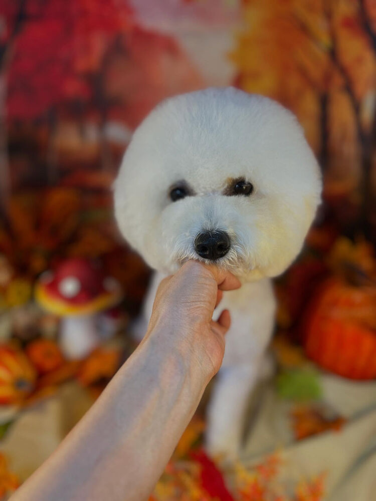 ブログ