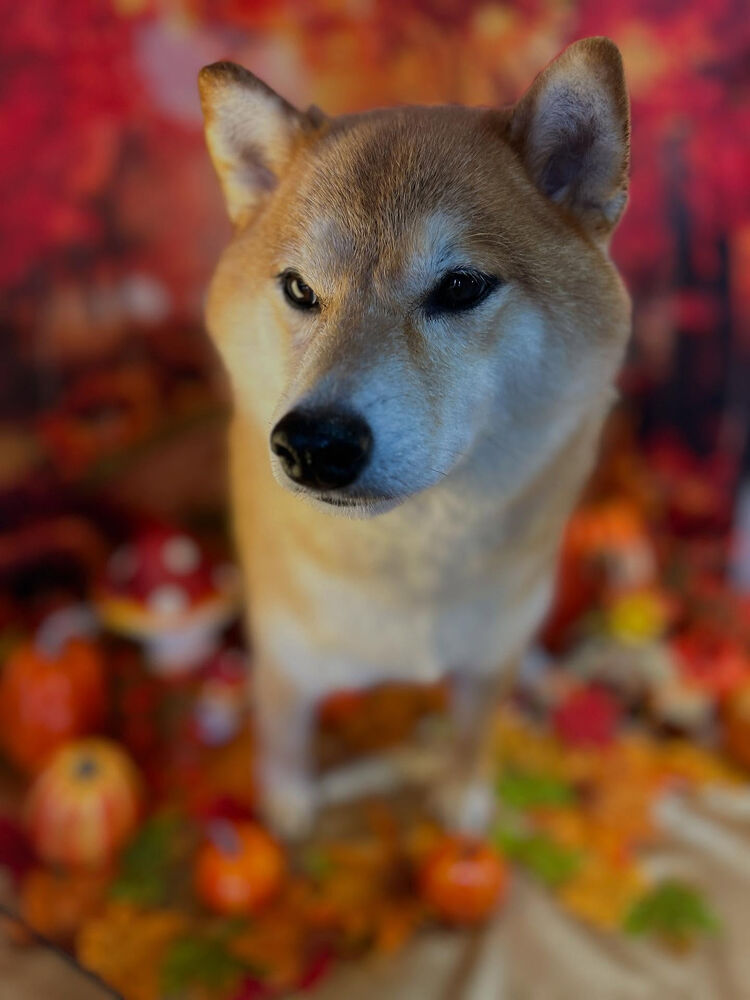 ブログ